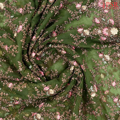 Seaweed Green Georgette Laser Embroidery Saree